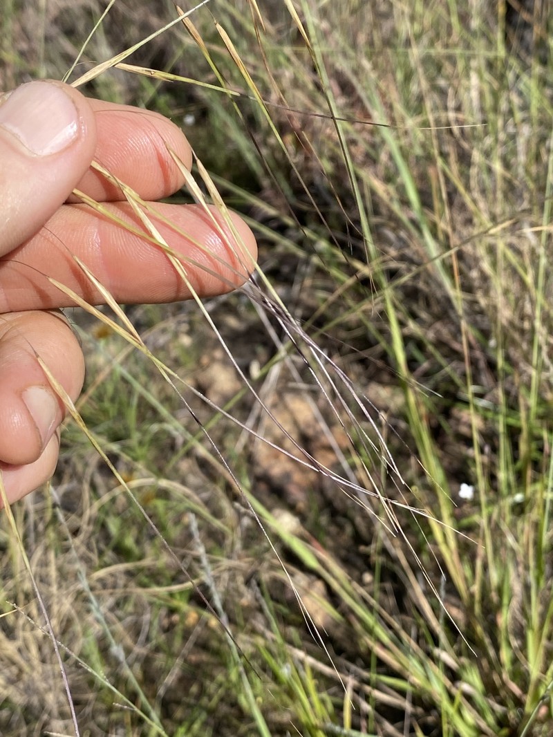 Aristida superpendens photo 7