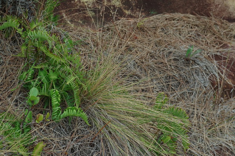 Aristida takeoi
