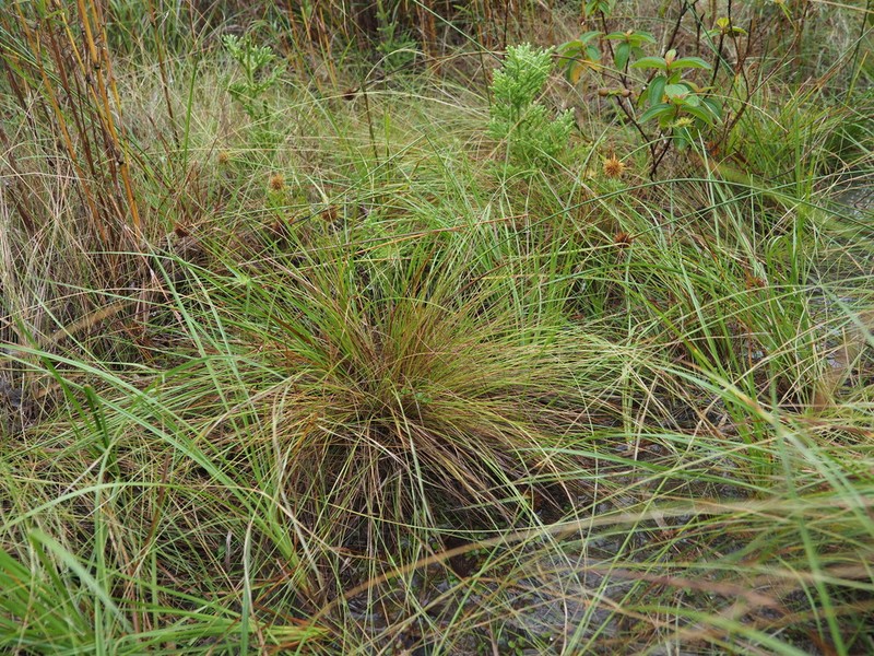 Aristida takeoi photo 2