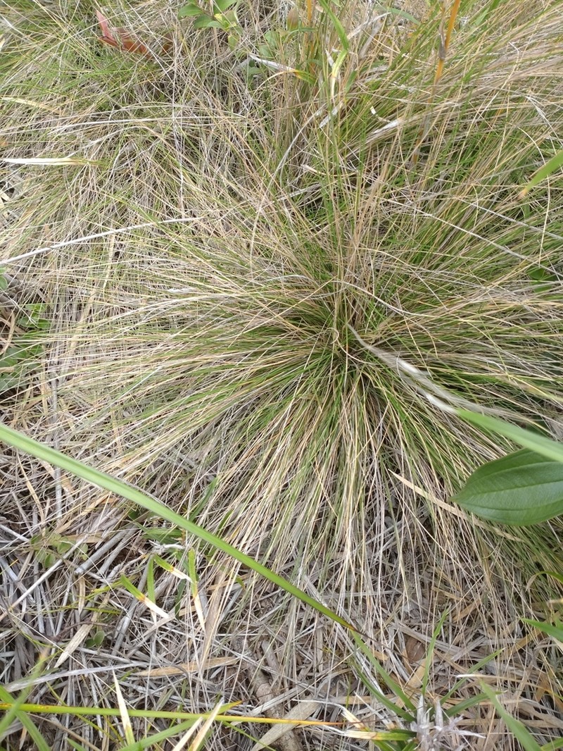 Aristida takeoi photo 3