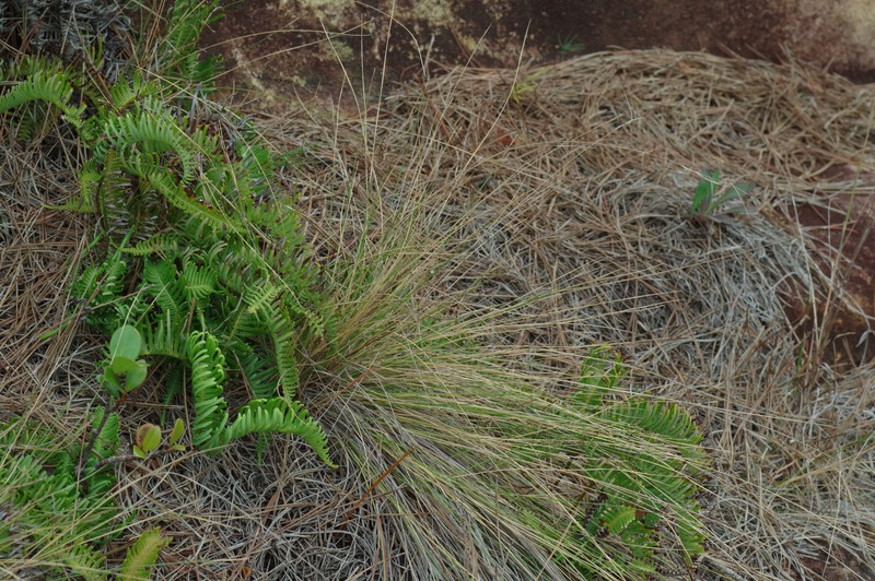 Aristida takeoi photo 4