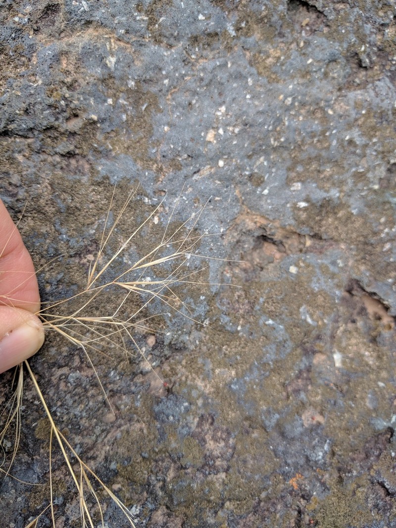 Aristida tenuifolia photo 2