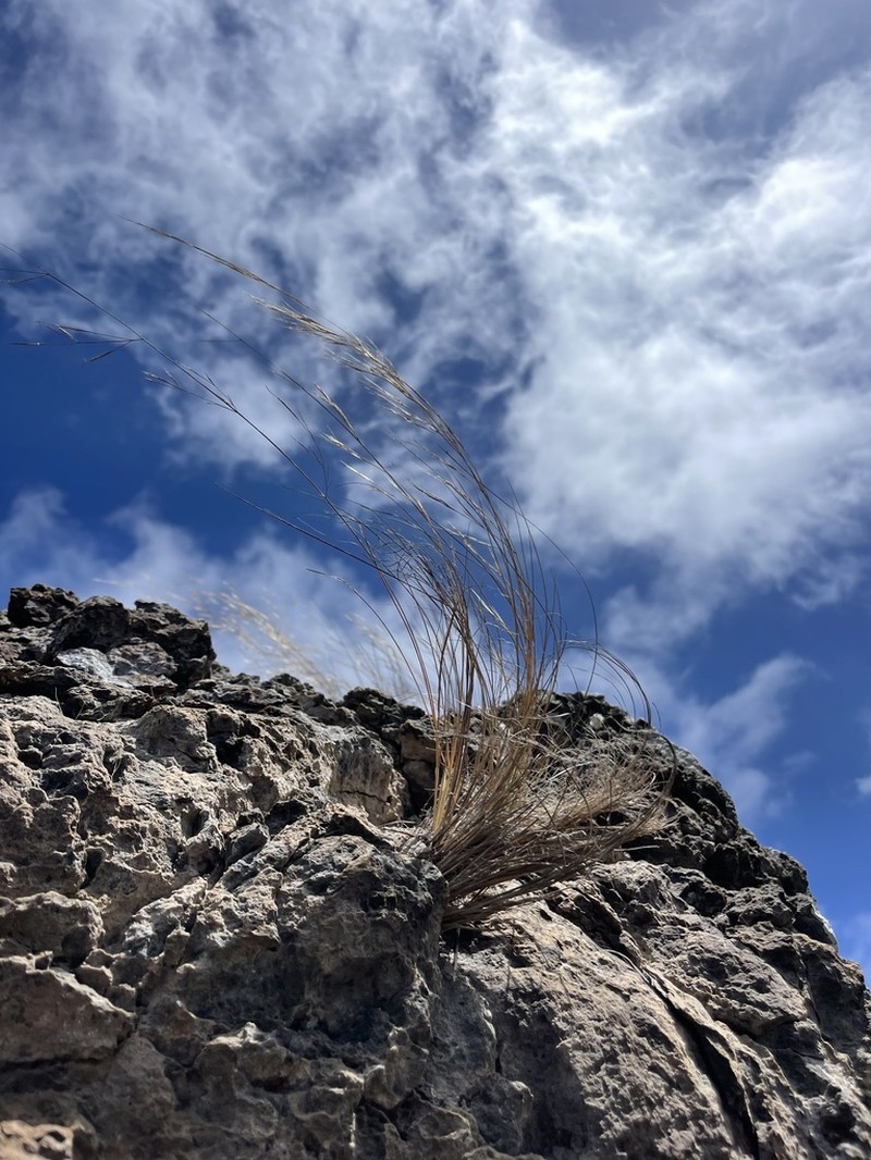 Aristida tenuifolia photo 3