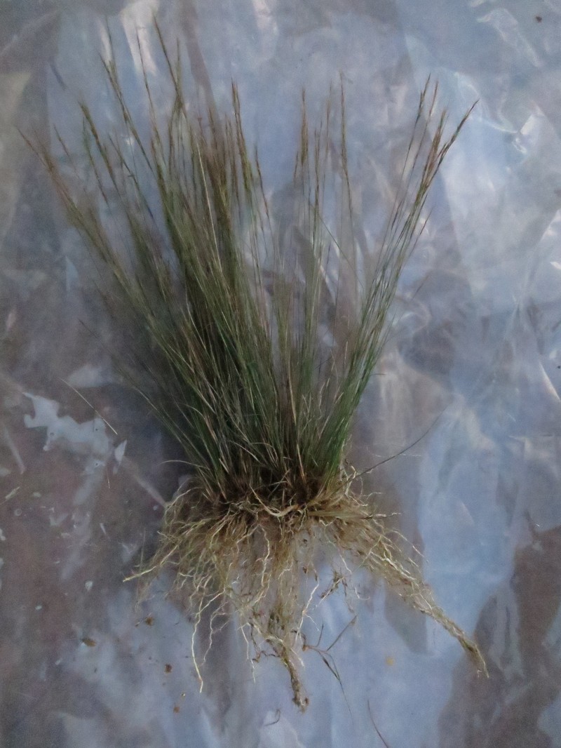 Aristida tenuissima photo 2