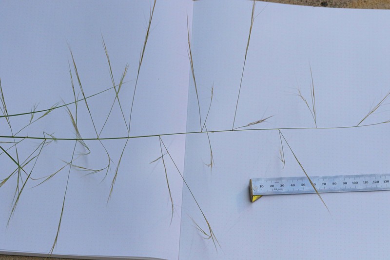 Spidergrass