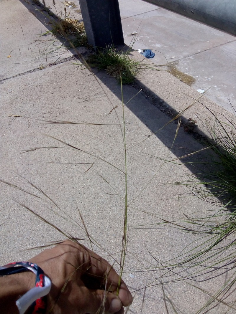 Spidergrass photo 2
