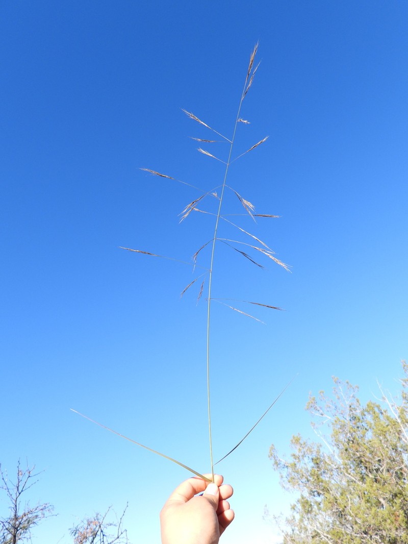 Spidergrass photo 3