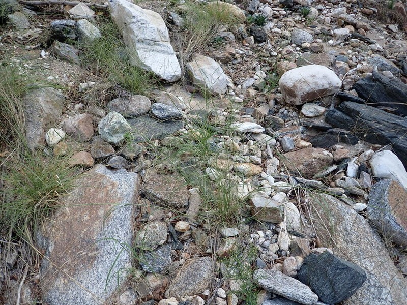 Spidergrass photo 4