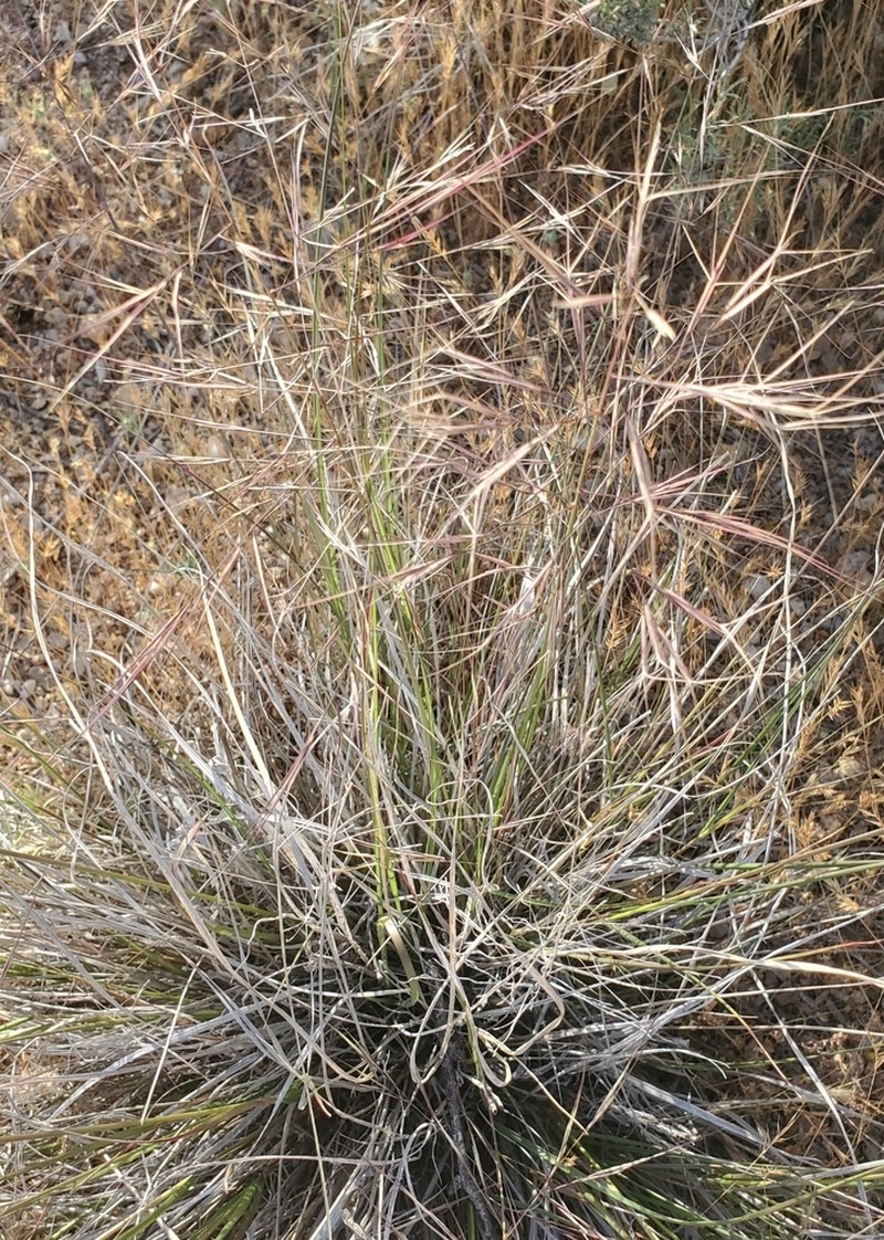 Spidergrass photo 5