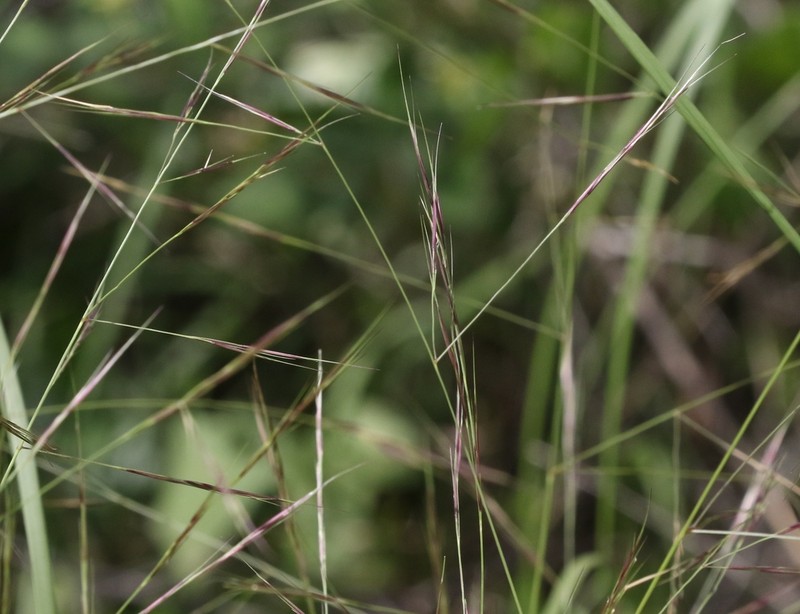 Spidergrass photo 6