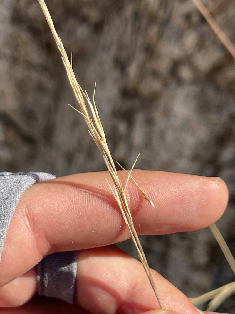Spidergrass photo 7
