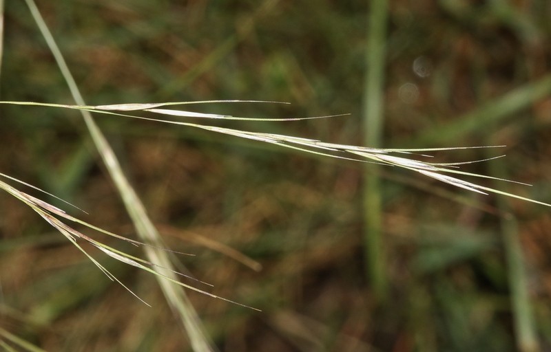 Spidergrass photo 8