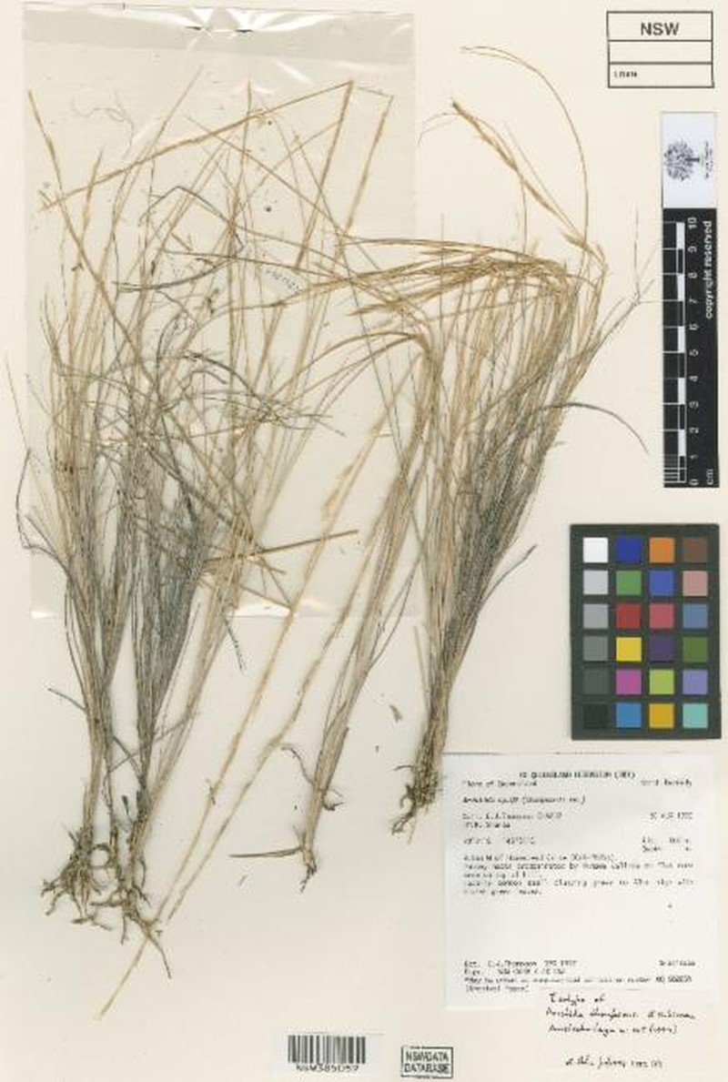 Aristida thompsonii