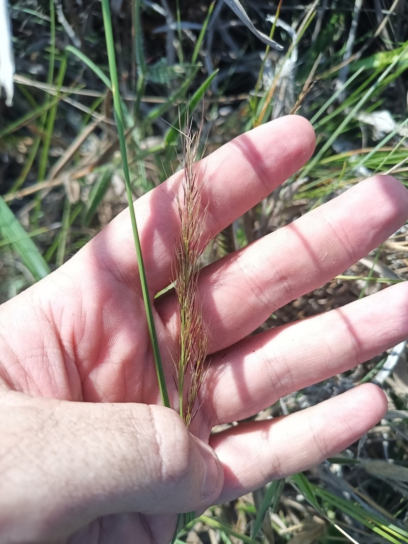 Aristida torta