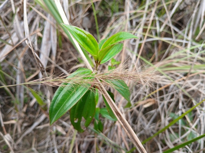 Aristida torta photo 4