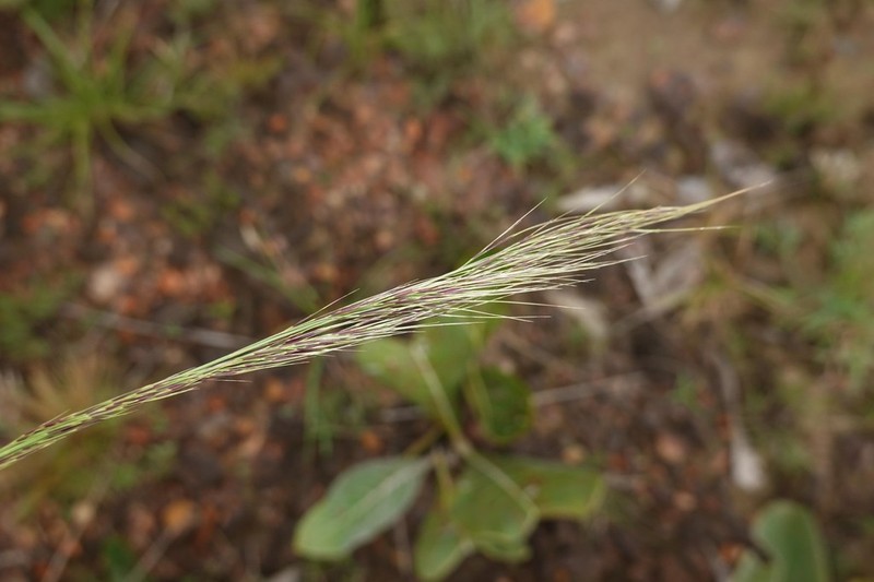 Aristida torta photo 7