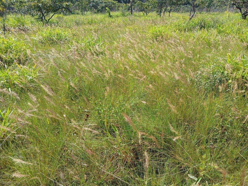 Aristida torta photo 8