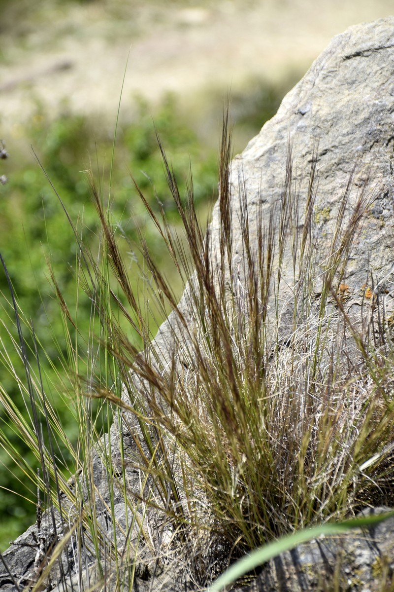 Aristida trachyantha photo 4