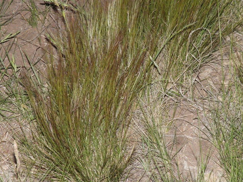 Aristida trachyantha photo 5