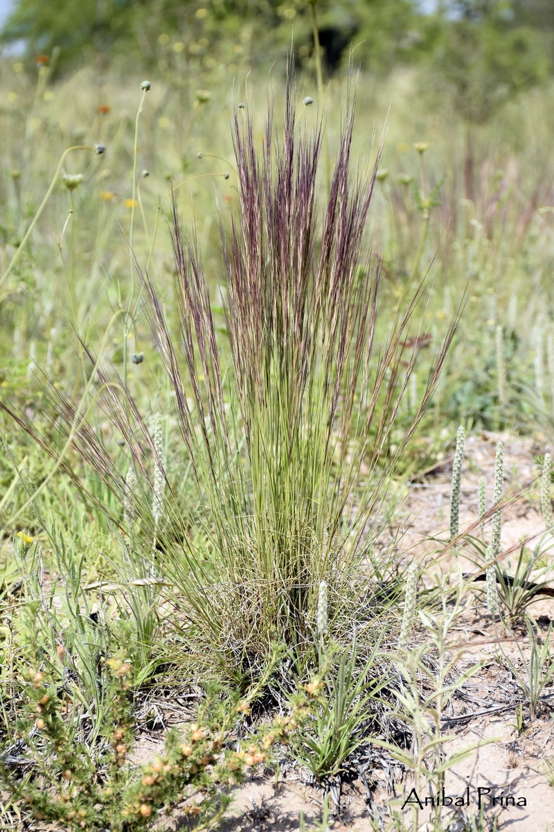 Aristida trachyantha photo 6