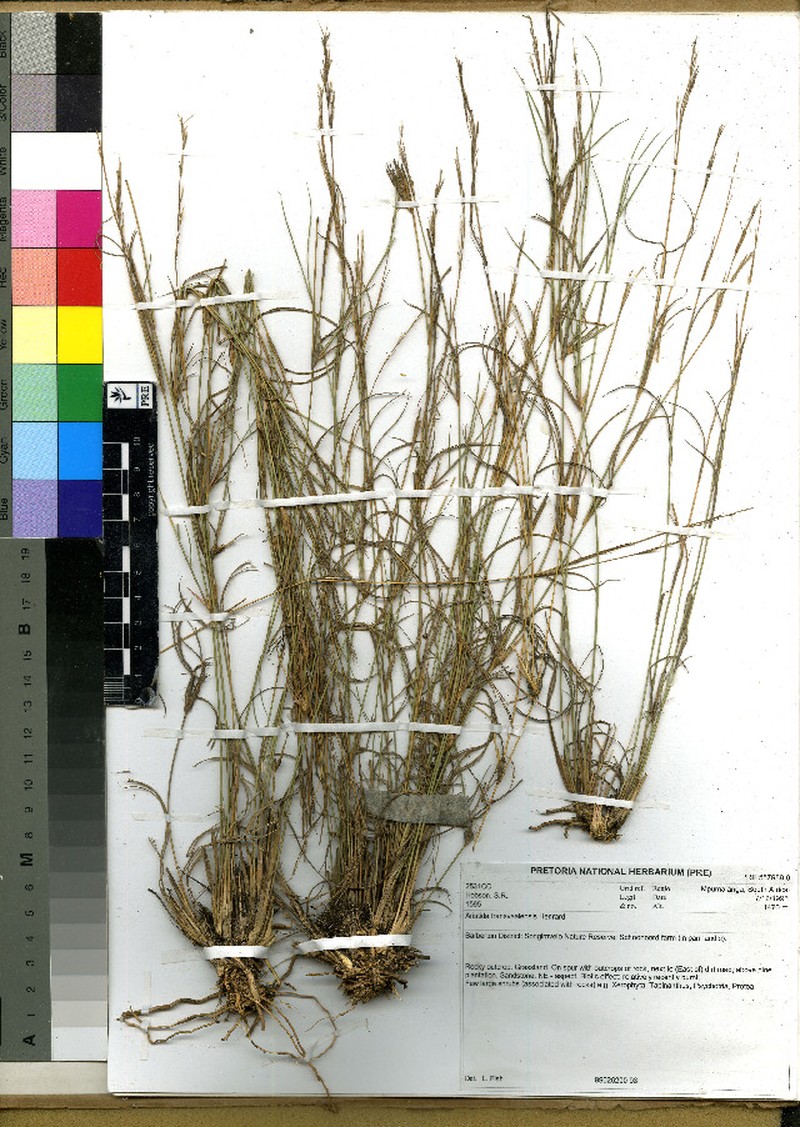 Aristida transvaalensis photo 2