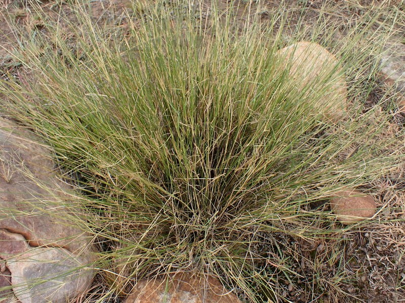 Aristida transvaalensis