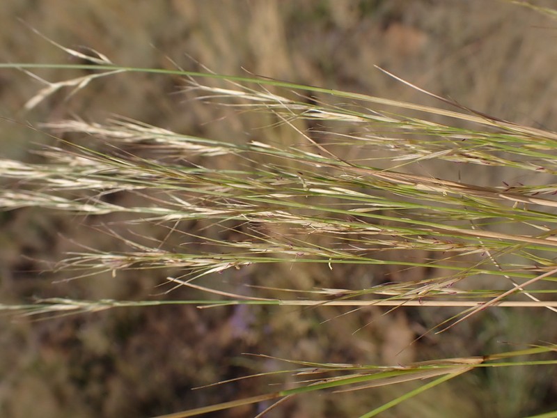 Aristida transvaalensis photo 3