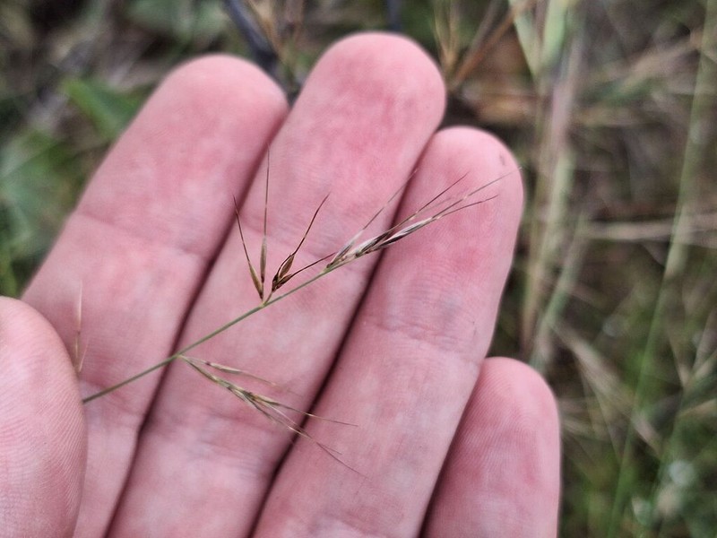 Aristida transvaalensis photo 4