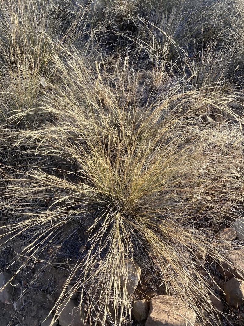 Aristida transvaalensis photo 5