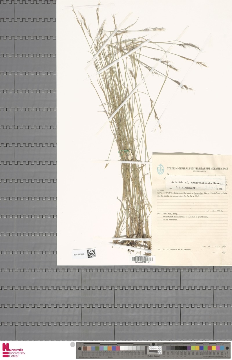 Aristida transvaalensis photo 7