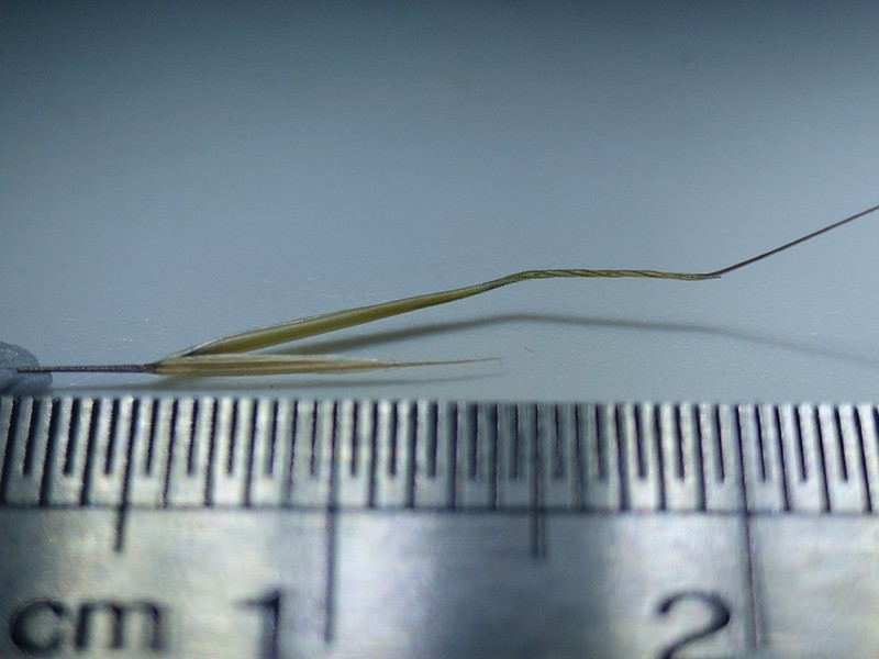 Aristida utilis