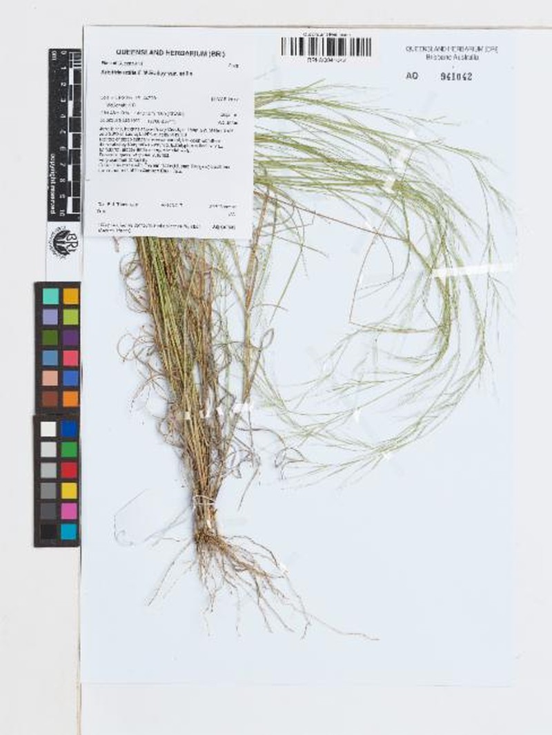 Aristida utilis photo 2