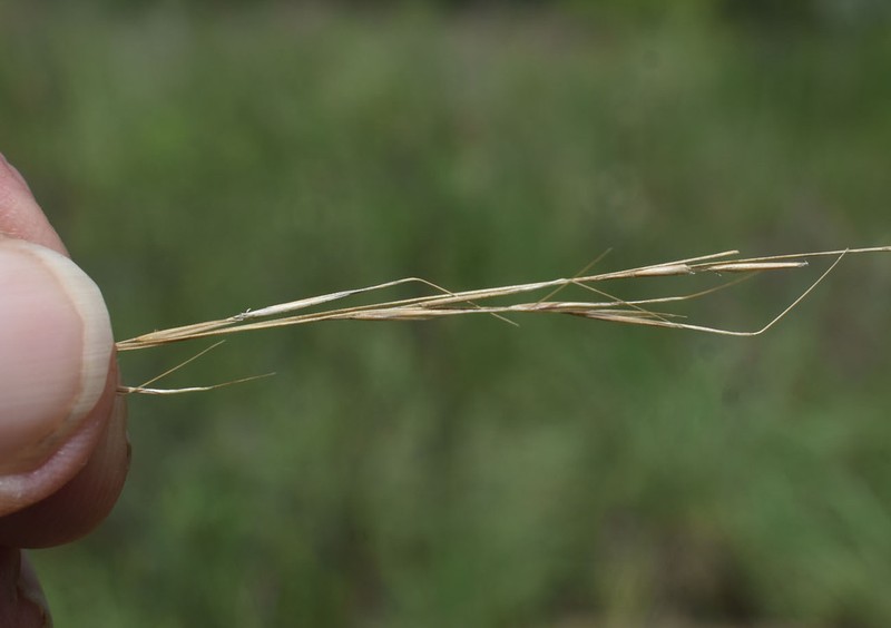 Aristida utilis photo 3