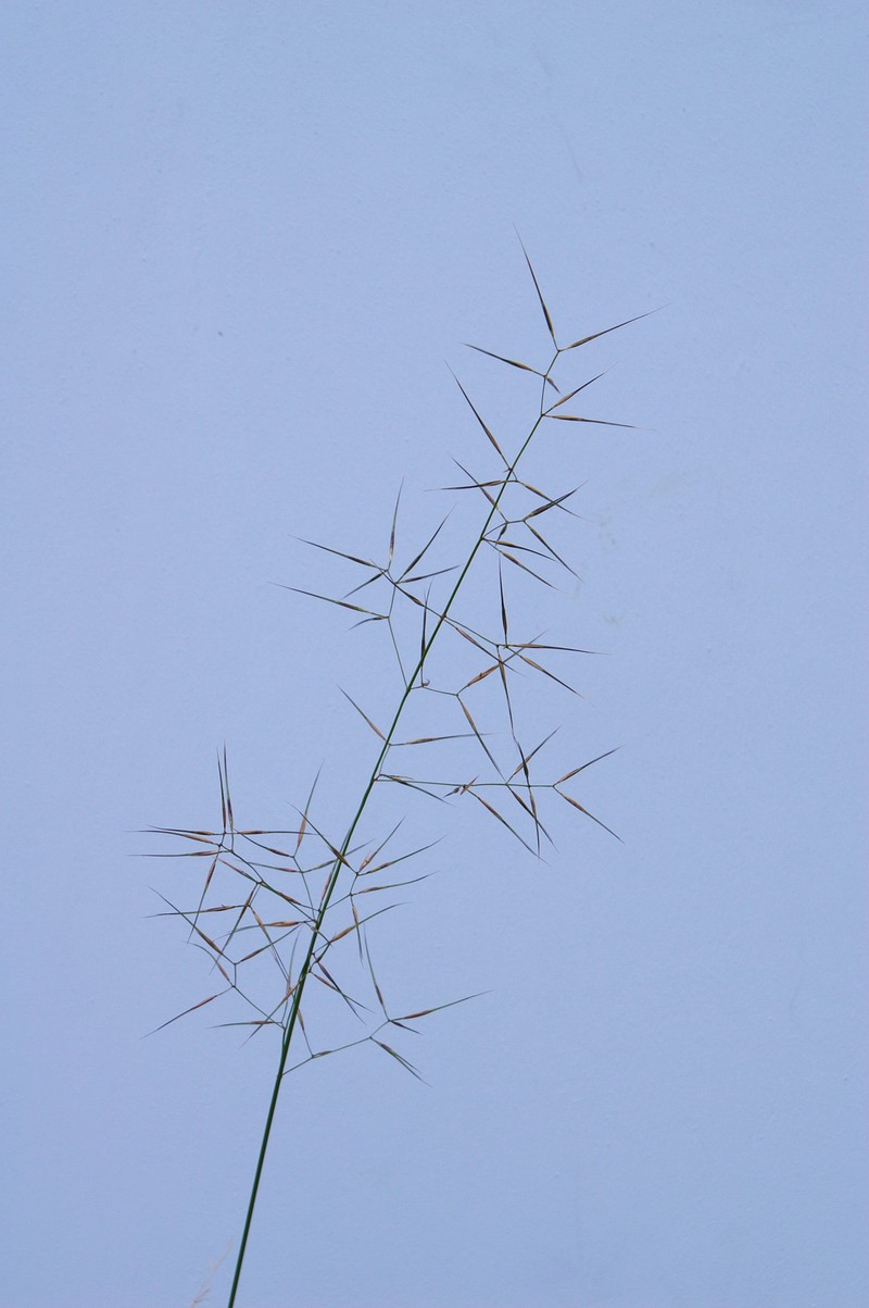 Aristida vagans