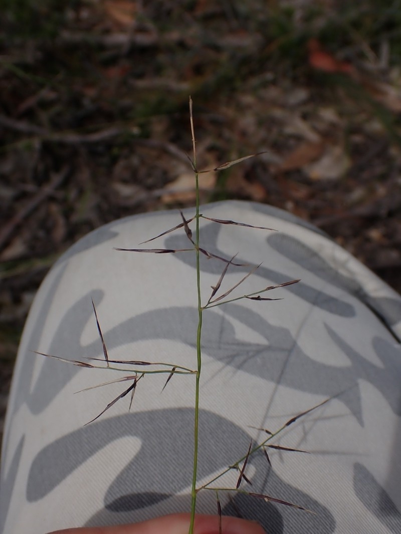 Aristida vagans photo 2