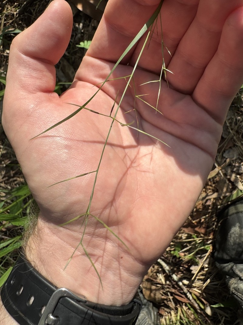 Aristida vagans photo 3