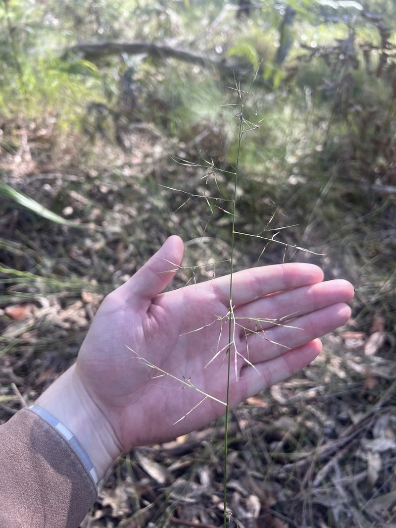 Aristida vagans photo 4