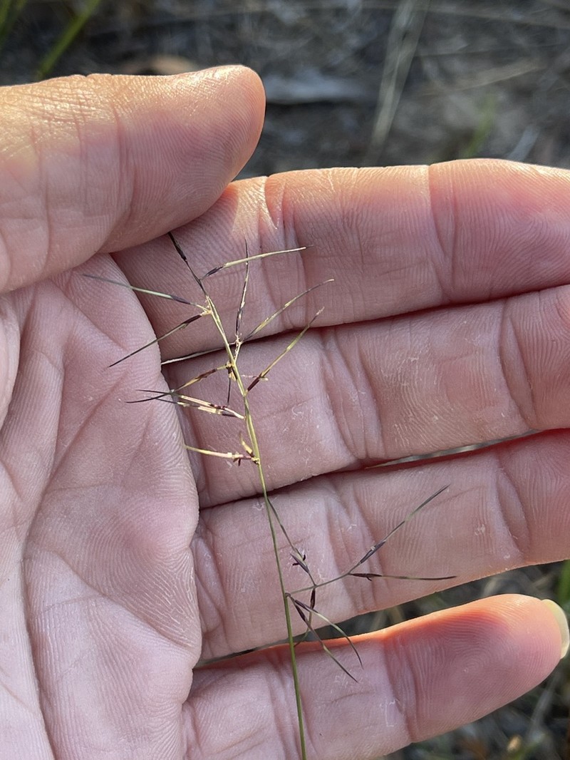 Aristida vagans photo 5