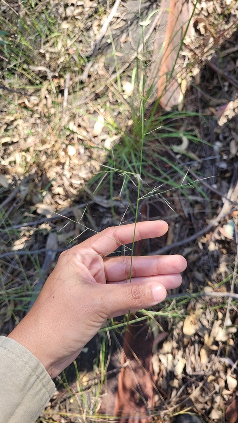 Aristida vagans photo 6