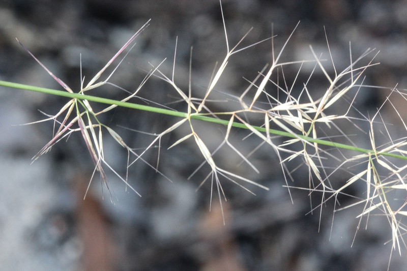 Aristida vagans photo 7