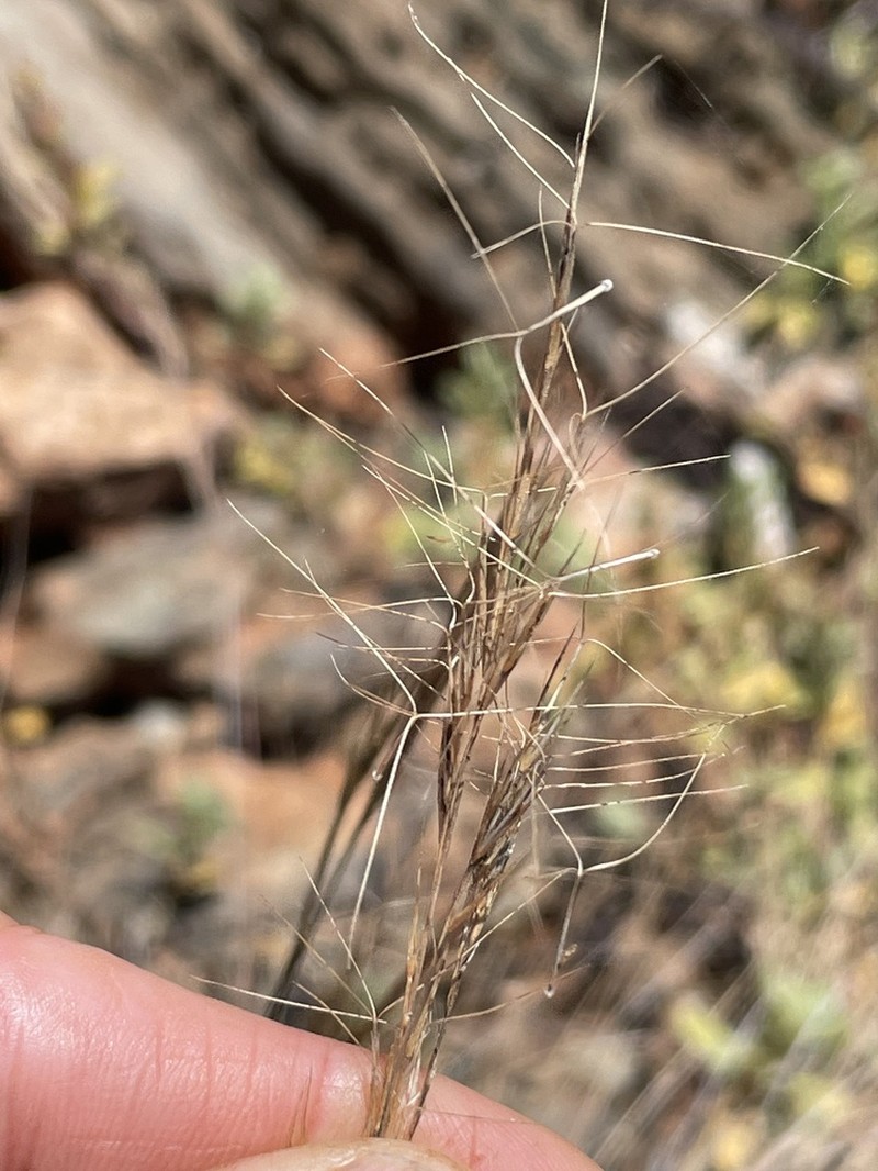 Aristida vaginata photo 2