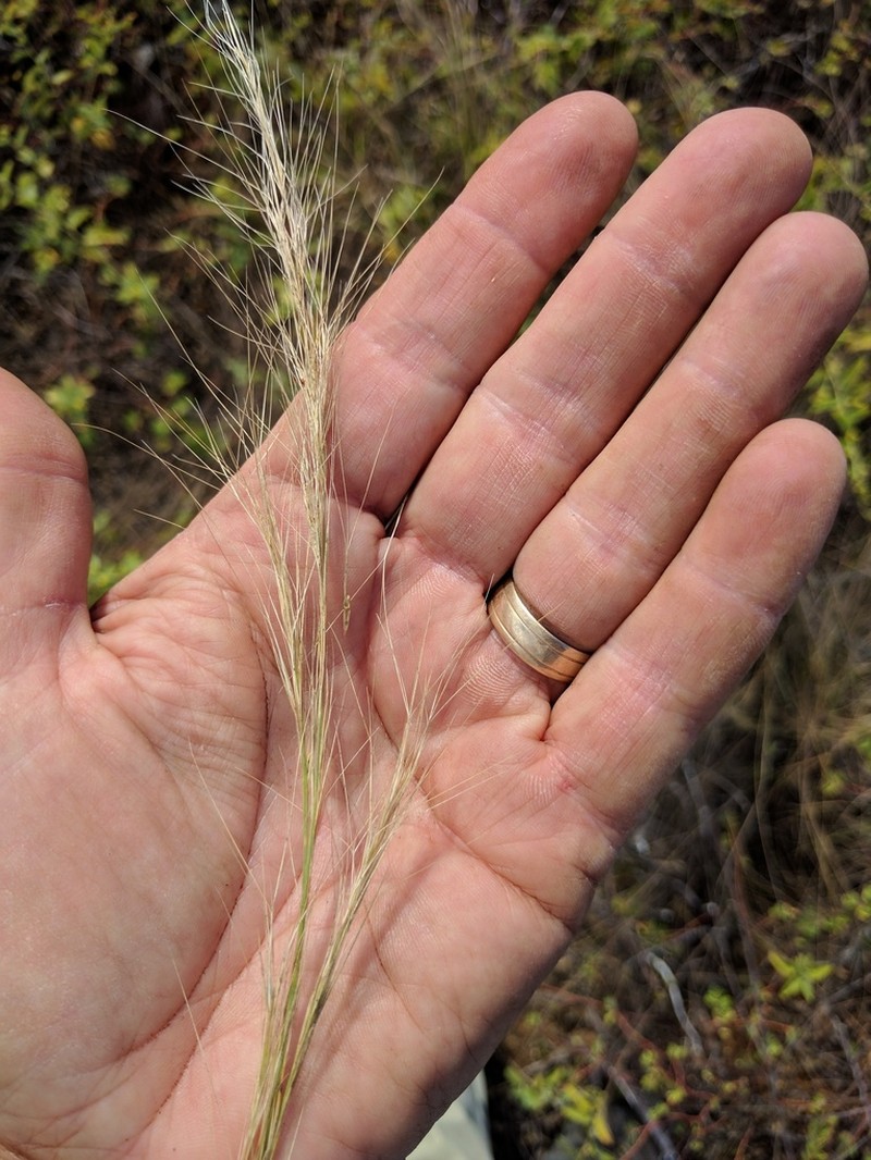 Aristida vaginata photo 3