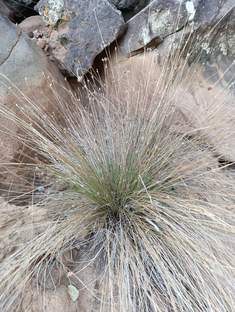 Aristida vaginata photo 4