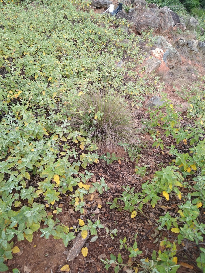 Aristida vaginata photo 5