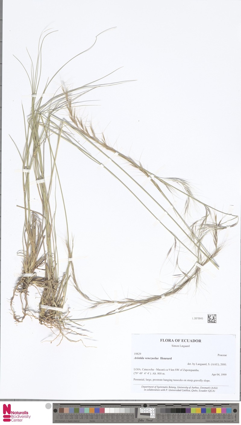 Aristida venesuelae