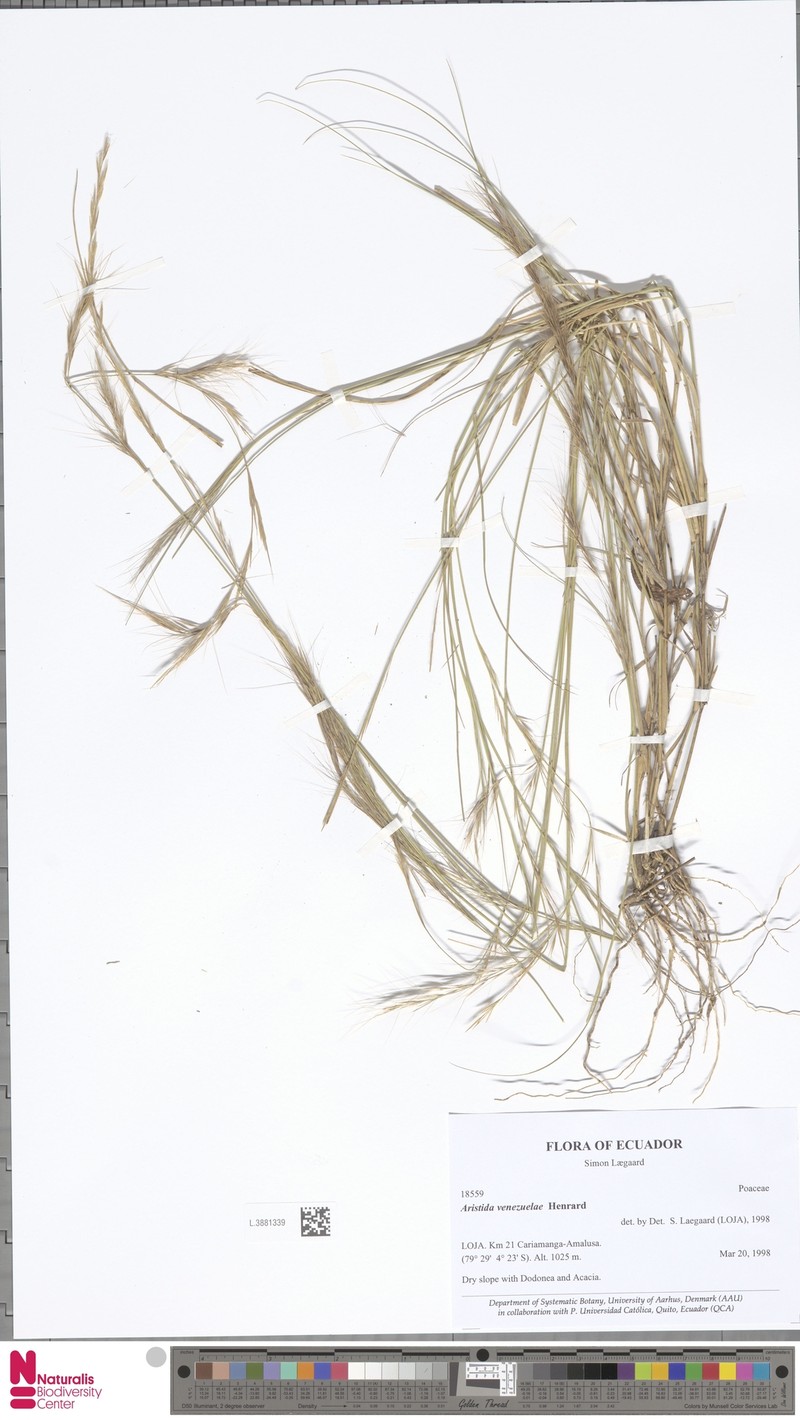 Aristida venesuelae photo 2