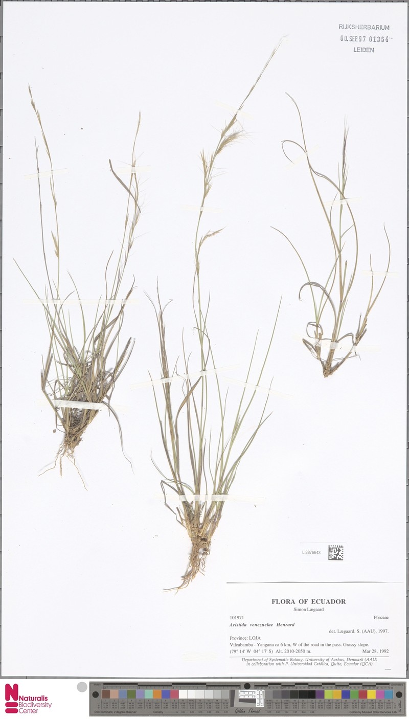 Aristida venesuelae photo 3