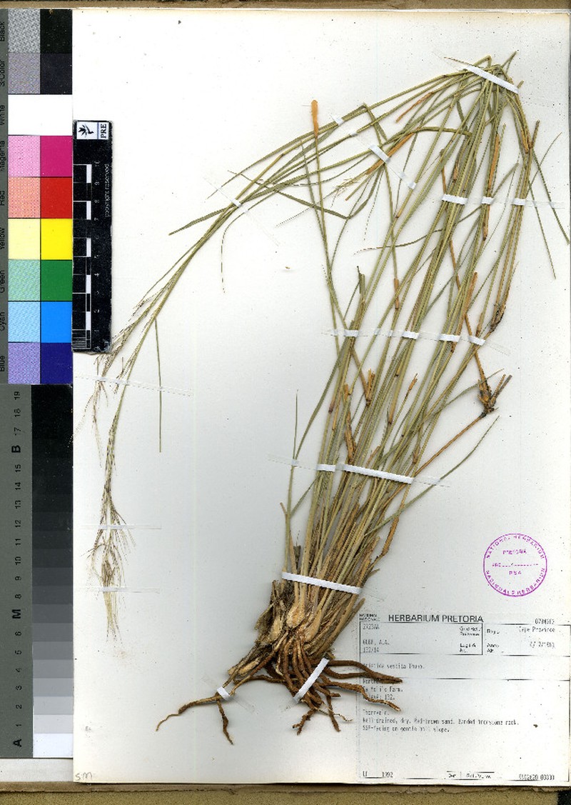 Aristida vestita