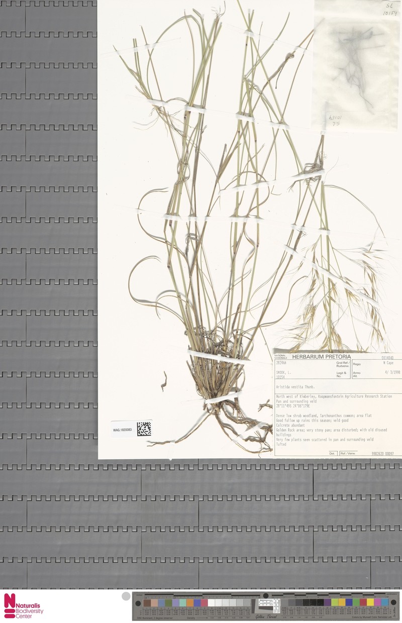 Aristida vestita photo 3