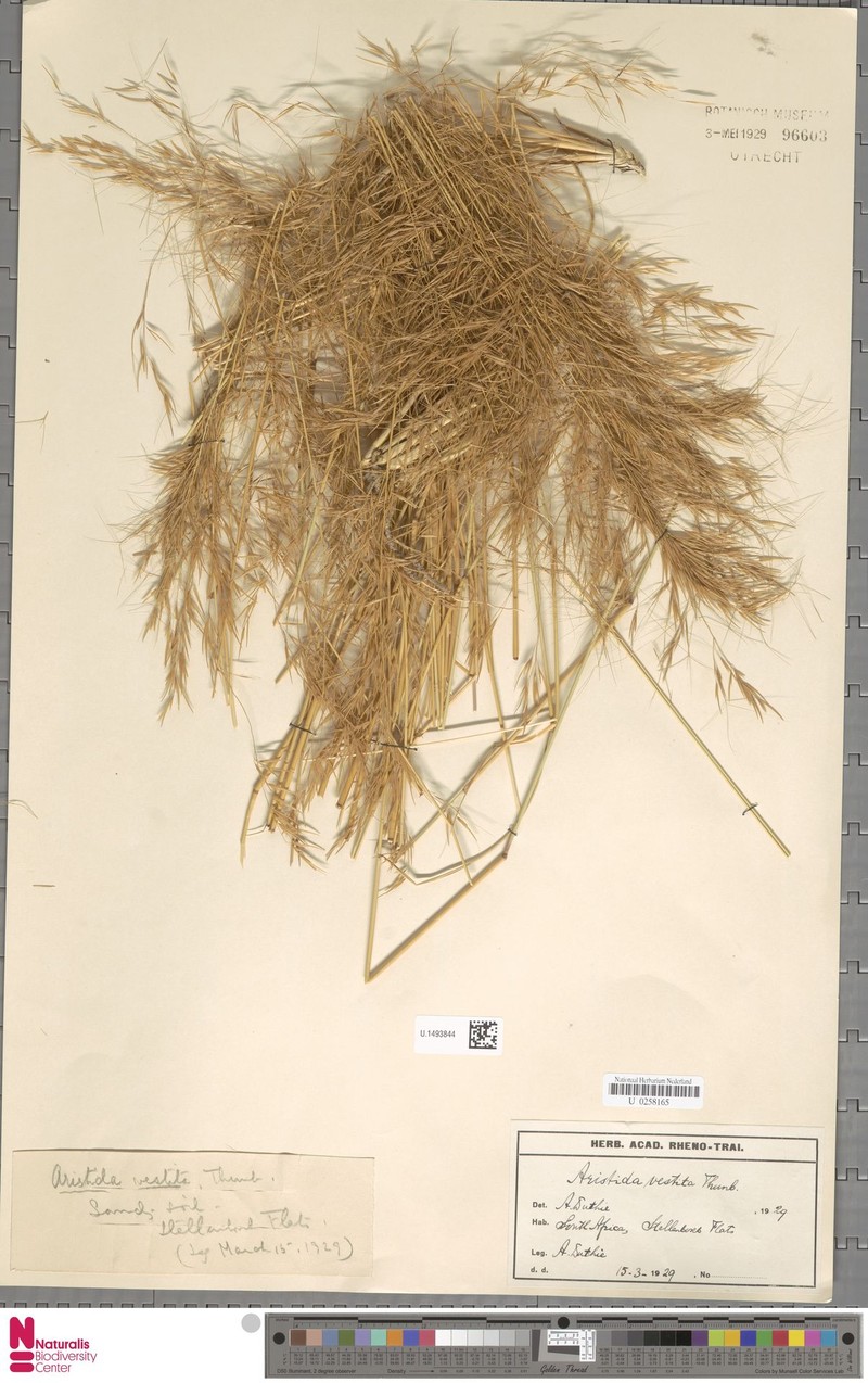 Aristida vestita photo 4